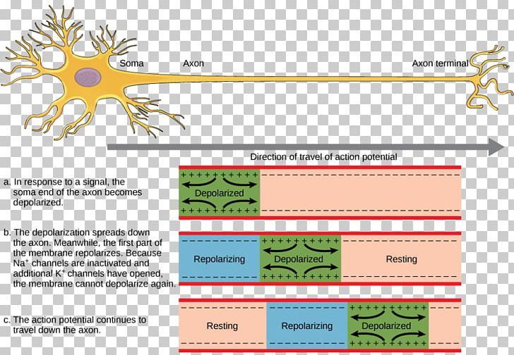 Action Potential Neuron Nerve Nervous System Neurotransmission PNG, Clipart, Action Potential, Area, Axon, Brand, Cell Free PNG Download