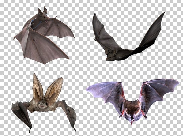 Flight Microbat Halloween PNG, Clipart, Adobe Illustrator, Animals, Bat, Bats, Cartoon Free PNG Download