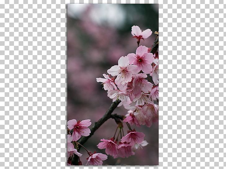 IPhone 4 Desktop Cherry Blossom IPhone 6 PNG, Clipart, 1080p, Blossom, Branch, Cherry, Cherry Blossom Free PNG Download