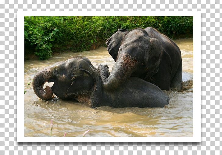 Khao Sok National Park Elephant Nature Park Khao Lak PNG, Clipart, African Elephant, Animals, Backpacking, Camping, Elephant Free PNG Download