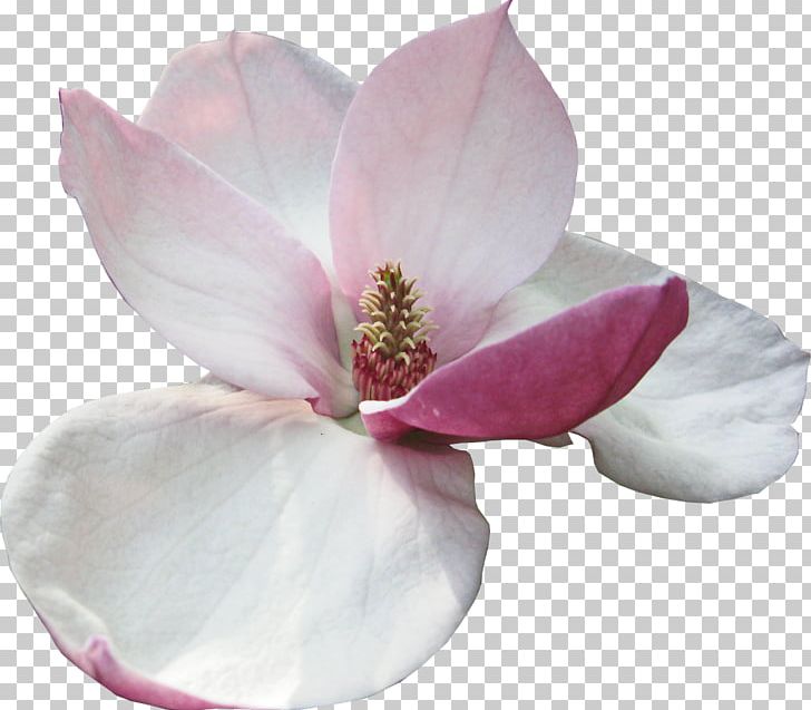 Magnolia Flower Perfume Garden Roses PNG, Clipart, Aroma, Blossom, Digital Image, Eau De Parfum, Flower Free PNG Download