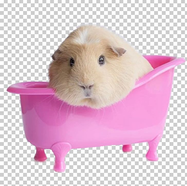 Peruvian Guinea Pig Miniature Pig Rodent Cuteness PNG, Clipart, Animal, Animals, Computer, Domestic Rabbit, Guinea Free PNG Download
