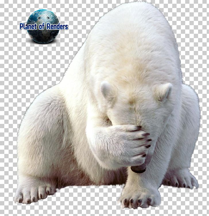 Polar Bear Walrus Polar Regions Of Earth PNG, Clipart, Animals, Bear, Carnivoran, Cuteness, Desktop Wallpaper Free PNG Download