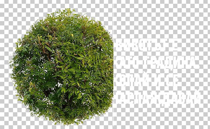 Tree Stock Photography PNG, Clipart, Acer Campestre, Deciduous, Free Tree, Grass, Herb Free PNG Download