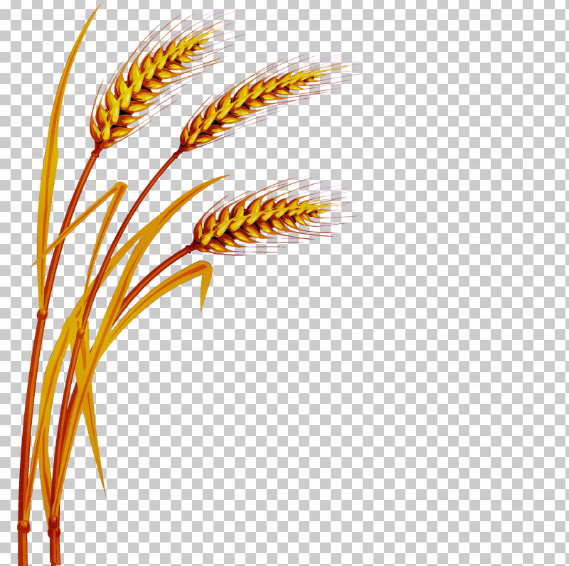 Feather PNG, Clipart, Commodity, Emmer, Feather, Geometry, Grain Free PNG Download
