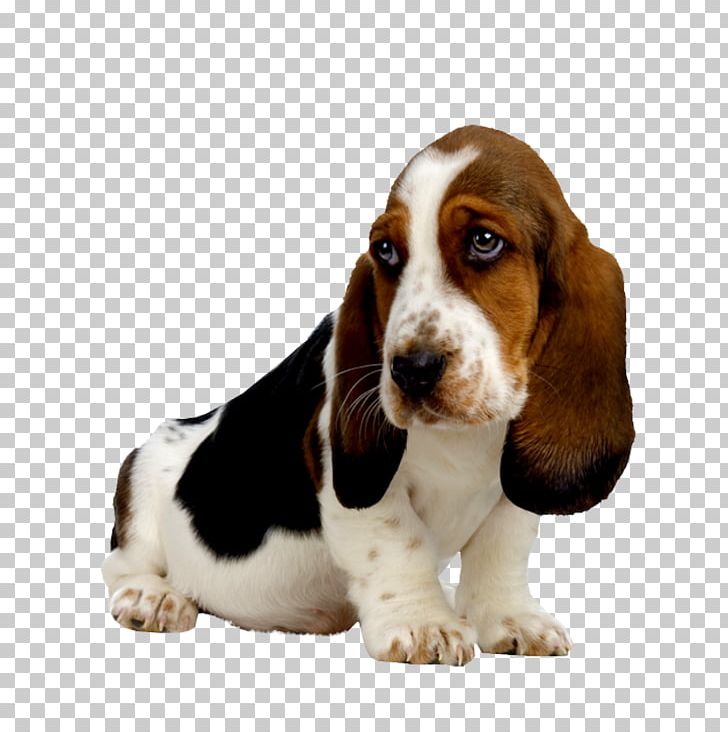 Basset Hound Puppy Beagle Basset Artésien Normand Bloodhound PNG, Clipart, American Kennel Club, Animals, Basset, Basset Artesien Normand, Basset Hound Free PNG Download