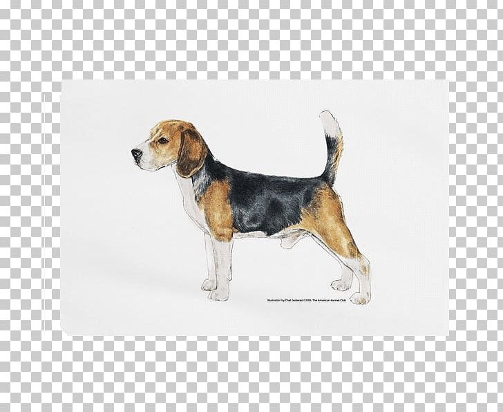 Beagle-Harrier Beagle-Harrier Puppy Basset Hound PNG, Clipart, America, American Foxhound, Animals, Carnivoran, Companion Dog Free PNG Download