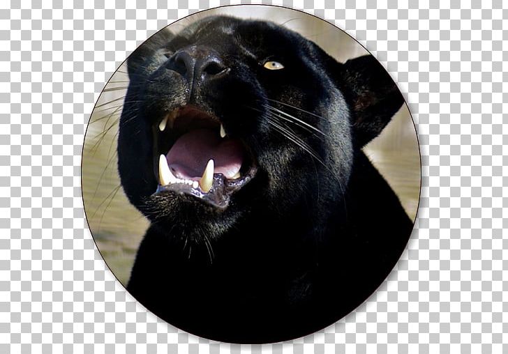 Black Panther 4K Resolution Desktop High-definition Television PNG, Clipart, 4k Resolution, 8k Resolution, Apk, Carnivoran, Cat Like Mammal Free PNG Download