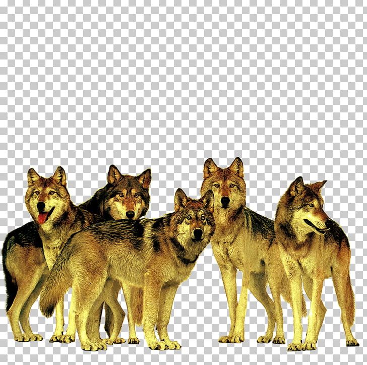 Gray Wolf Advertising Accenture Company PNG, Clipart, Animal, Animals, Beast, Carnivoran, Dog Breed Free PNG Download