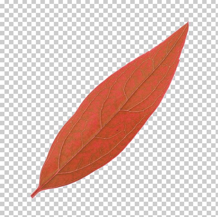 Leaf PNG, Clipart, Autumn Leaf, Blade, Chart, Defoliation, Download Free PNG Download