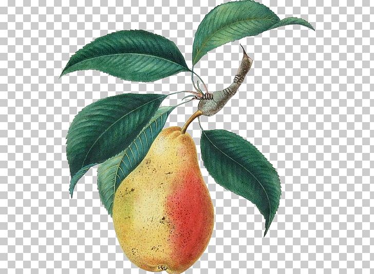 Pear Fruit Peach Food PNG, Clipart, Antique, Apple, Art, Botany, Drawing Free PNG Download