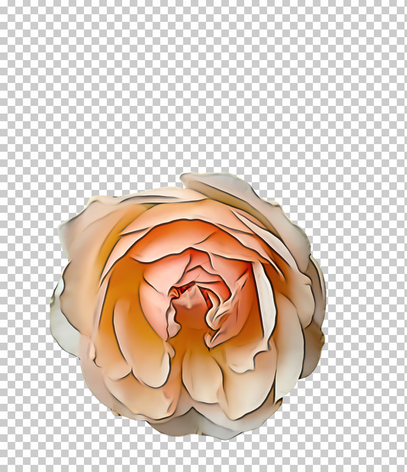 Garden Roses PNG, Clipart, Artificial Flower, Bud, Cabbage Rose, Cut Flowers, Floral Design Free PNG Download