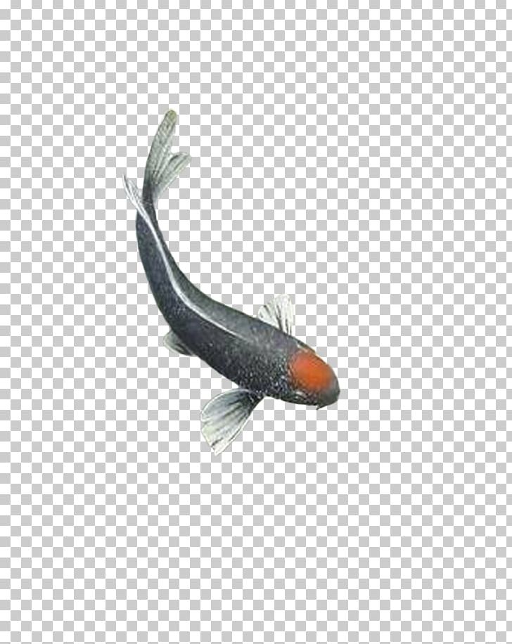 Fish Ink PNG, Clipart, 3d Computer Graphics, Animals, Aquarium Fish, Carp, Chinese Free PNG Download