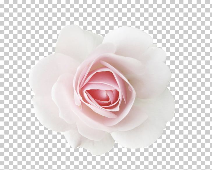 Garden Roses Centifolia Roses Cut Flowers Beach Rose PNG, Clipart, Beach Rose, Centifolia Roses, Cut Flowers, Floribunda, Flower Free PNG Download