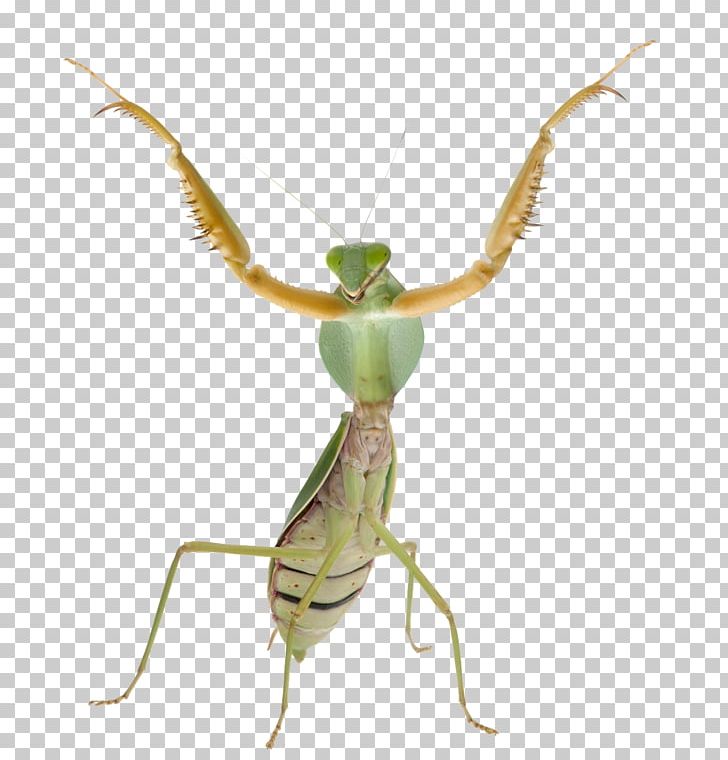 Mantis Insect Theopropus Elegans Phyllocrania Paradoxa Photography PNG, Clipart, Animals, Arthropod, Boxer Mantis, Chinese Mantis, Cricket Like Insect Free PNG Download