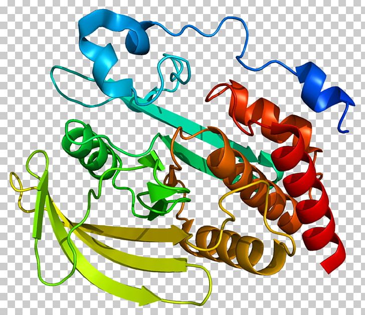 Protein Phosphatase Protein Tyrosine Phosphatase Enzyme PNG, Clipart, Amino Acid, Animal Figure, Area, Artwork, Body Jewelry Free PNG Download