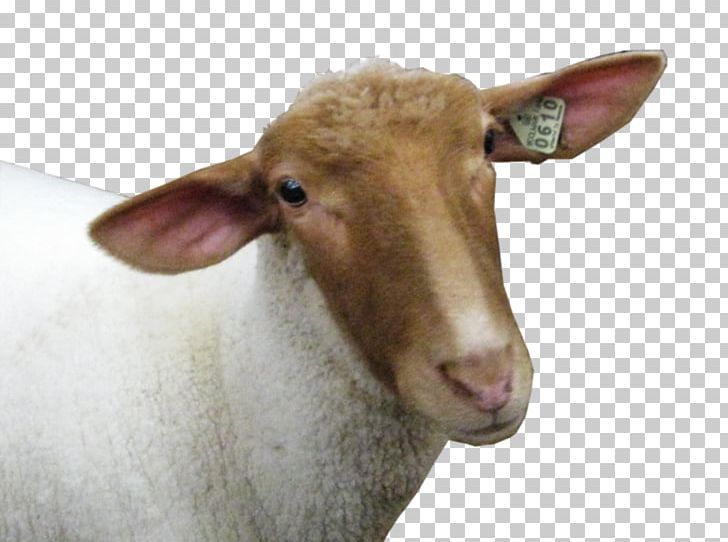 Sheep Goat PNG, Clipart, Animals, Bovid, Computer Icons, Cow Goat Family, Download Free PNG Download
