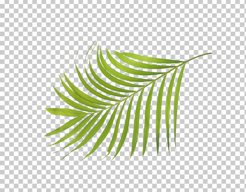 Leaf Plant Stem Grasses Green Line PNG, Clipart, Biology, Grasses, Green, Leaf, Line Free PNG Download