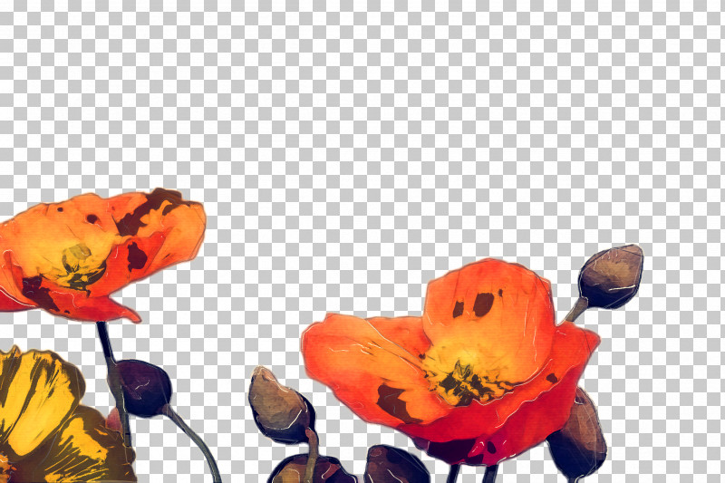 Petal Cut Flowers Plants Fish PNG, Clipart, Anemone, Animation, Coquelicot, Corn Poppy, Cut Flowers Free PNG Download