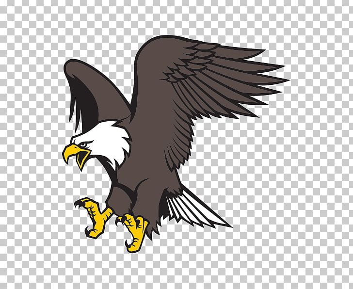 Bald Eagle Graphics Cartoon PNG, Clipart, Accipitriformes, Animals, Bald, Bald Eagle, Beak Free PNG Download