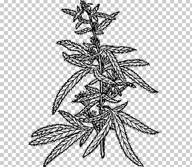 Hemp Cannabis Sativa Cannabidiol PNG, Clipart, Art, Black And White, Branch, Cannabidiol, Cannabinoid Free PNG Download