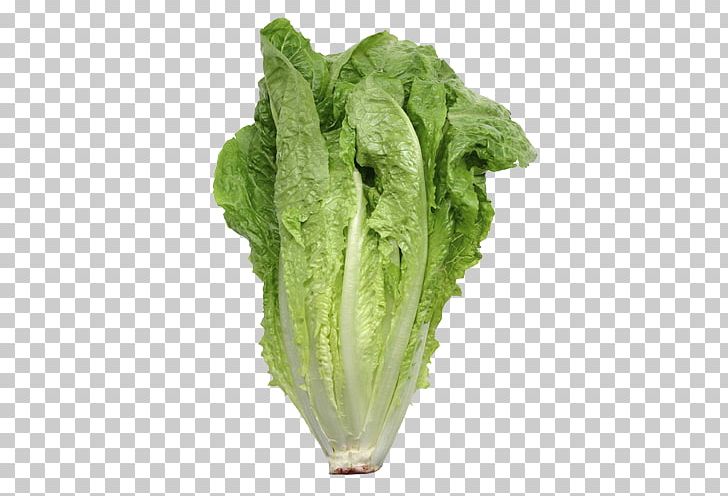 Iceberg Lettuce Romaine Lettuce Organic Food Leaf Vegetable Salad PNG, Clipart, Allium Fistulosum, Cabbage, Celtuce, Chard, Collard Greens Free PNG Download