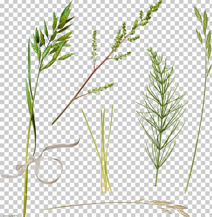 Herbaceous Plant Photography Branch PNG, Clipart, 2016, Branch, Chart, Commodity, Download Free PNG Download