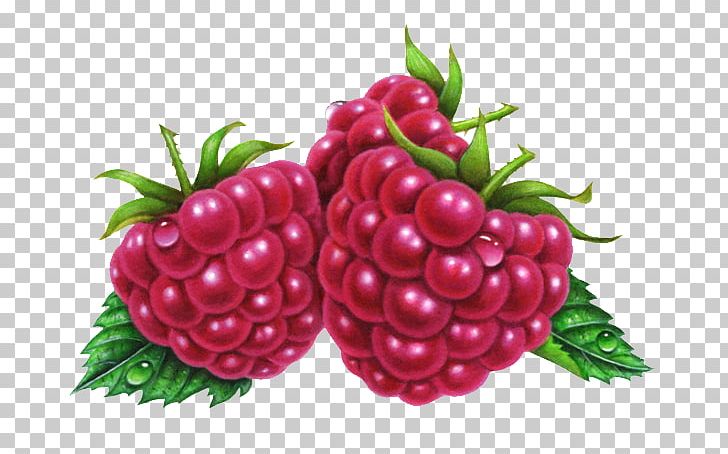 Raspberry Fruit Boysenberry Illustration PNG, Clipart, Cuisine, Food, Frutti Di Bosco, Hand Drawn, Leaves Free PNG Download