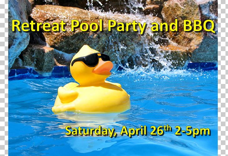 Swimming Pool Party Potluck Infinity Pool PNG, Clipart, Beak, Bird, Duck, Ducks Geese And Swans, Evening Free PNG Download