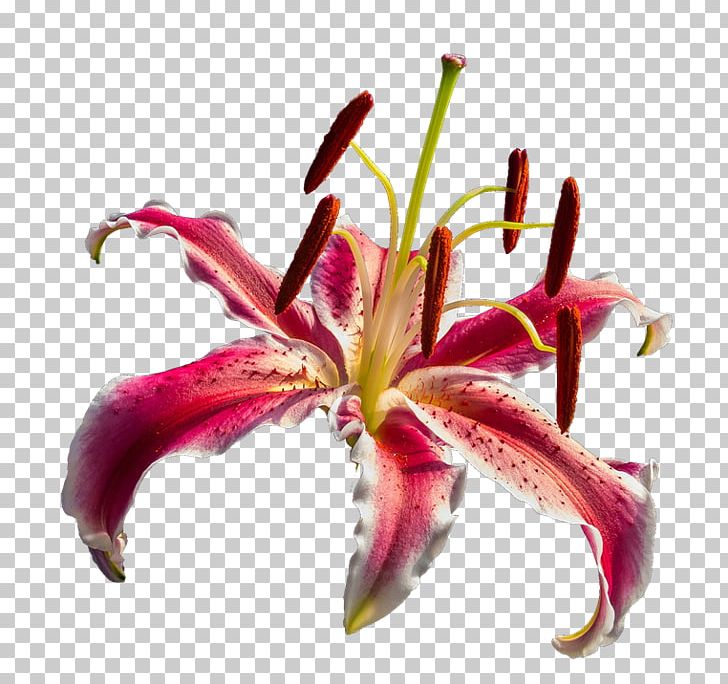 Flower Pixabay PNG, Clipart, Amaryllis Belladonna, Calla Lily, Clip Art, Daylily, Download Free PNG Download