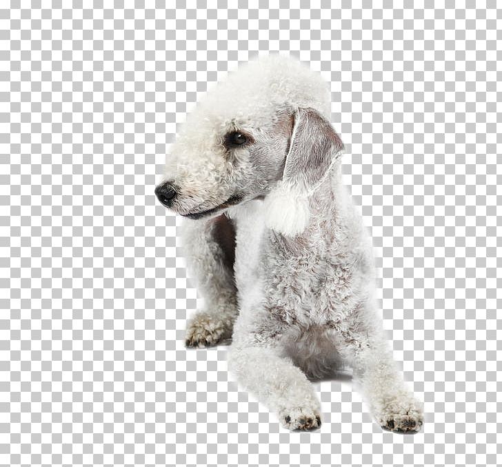 Wire Hair Fox Terrier Puppy Dog Breed Companion Dog PNG, Clipart, Animals, Breed, Carnivoran, Companion Dog, Dog Free PNG Download
