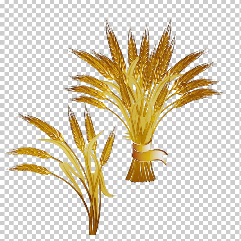 Palm Trees PNG, Clipart, Arecales, Biology, Commodity, Flower, Grasses Free PNG Download