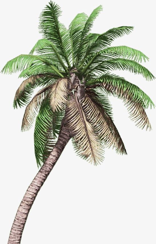 Coconut Tree PNG, Clipart, Beach, Branch, Coconut, Coconut Clipart, Coconut Palm Tree Free PNG Download