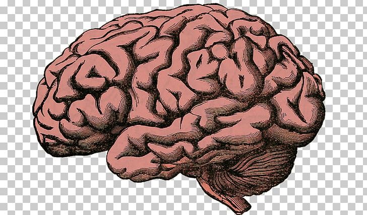 Human Brain Project Superficial Veins Of The Human Brain PNG, Clipart, Biology, Brain, Hippocampus, Human, Human Body Free PNG Download