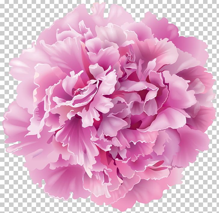 Peony PNG, Clipart, Carnation, Clipart, Cut Flowers, Desktop Wallpaper, Drawing Free PNG Download