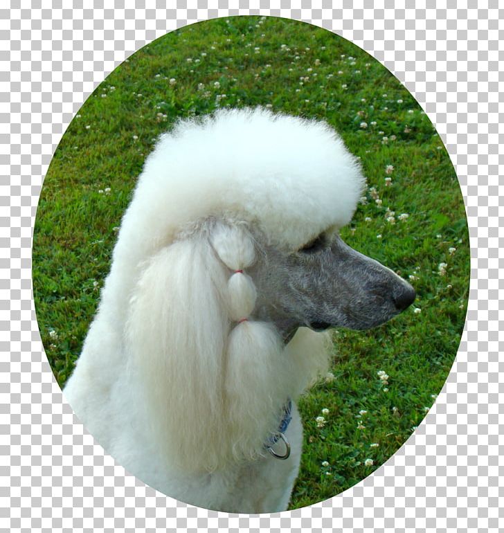 Standard Poodle Miniature Poodle Dog Breed Companion Dog PNG, Clipart, Akc, American Kennel Club, Animals, Breed, Carnivoran Free PNG Download