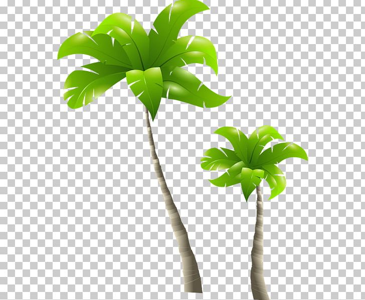 Arecaceae Tree PNG, Clipart, Arecaceae, Arecales, Branch, Date Palm, Download Free PNG Download