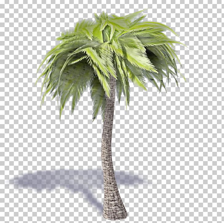 Asian Palmyra Palm Coconut Ravenea Sabal Palm Tree PNG, Clipart, Arecaceae, Arecales, Asian Palmyra Palm, Autocad Dxf, Autodesk Revit Free PNG Download