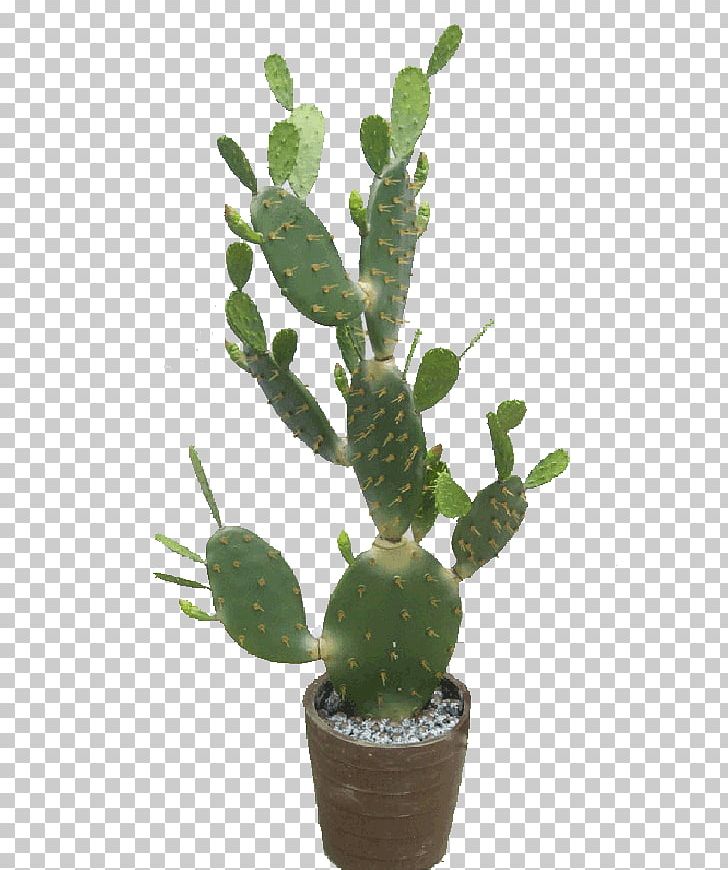 Barbary Fig Eastern Prickly Pear Triangle Cactus Cactaceae Plastic PNG, Clipart, Acanthocereus, Acanthocereus Tetragonus, Barbary Fig, Bonsai, Cactaceae Free PNG Download