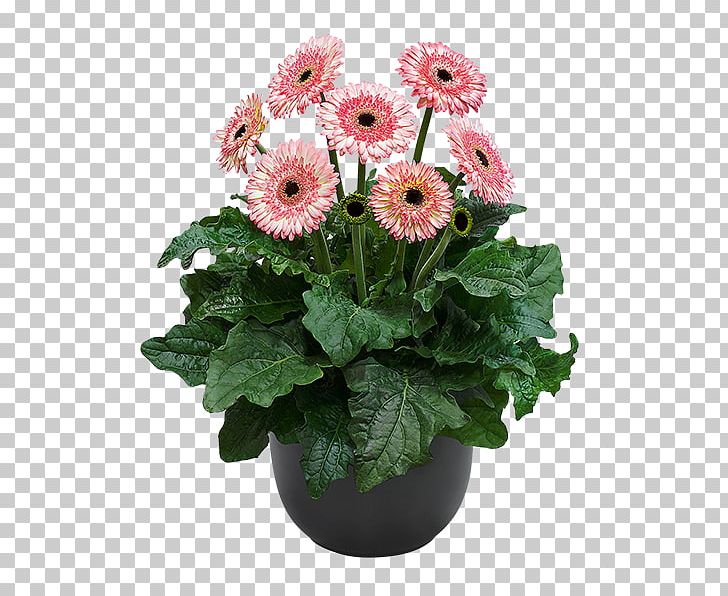 Floristry Cut Flowers Plant Gerbera Jamesonii PNG, Clipart, Annual Plant, Chrysanthemum, Chrysanths, Cut Flowers, Daisy Family Free PNG Download