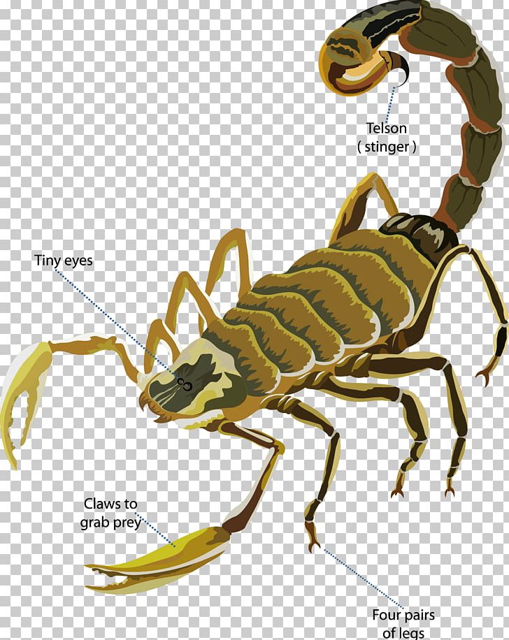 Scorpion Deathstalker Euclidean PNG, Clipart, Arizona Bark Scorpion, Arthropod, Happy Birthday Vector Images, Insects, Royaltyfree Free PNG Download