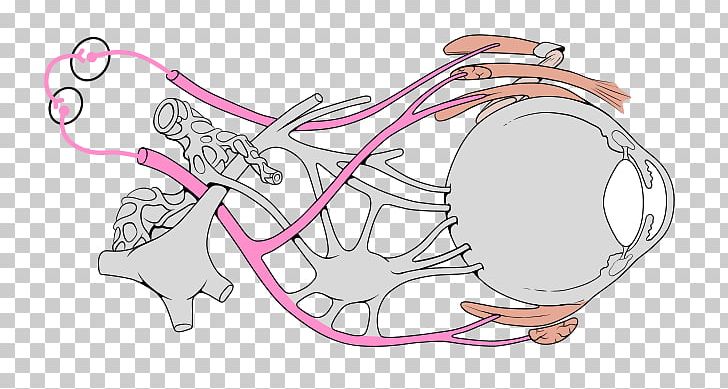 Oculomotor Nerve Cranial Nerves Cranial Cavity Abducens Nerve PNG, Clipart, Anatomy, Area, Arm, Brain, Component Free PNG Download