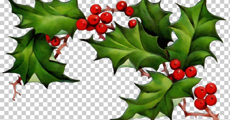 Holly PNG, Clipart, American Holly, Flower, Hawthorn, Holly, Leaf Free PNG Download