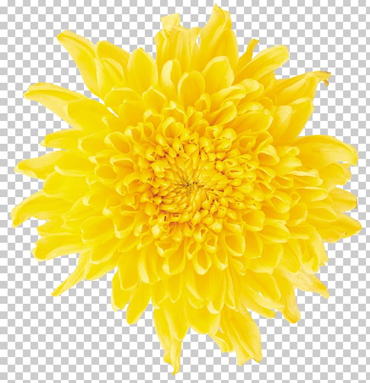 Dandelion Flower Color PNG, Clipart, Chrysanths, Color, Dahlia, Daisy Family, Digital Image Free PNG Download