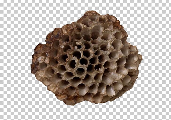 Honeycomb Nest Wasp PNG, Clipart, Animals, Bee, Beehive, Bird Nest, Danger Free PNG Download