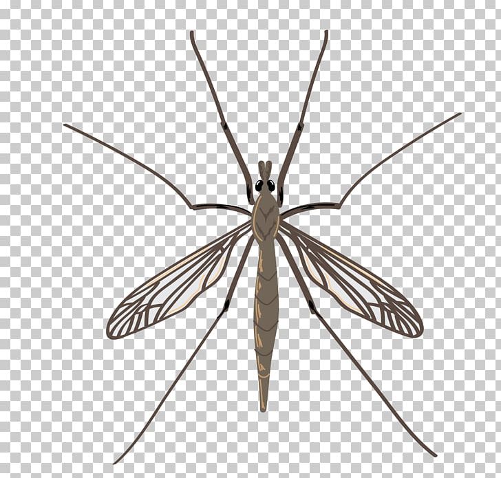 Insect Crane Fly Mosquito Pest Drain Fly PNG, Clipart, Animals, Arthropod, Crane, Crane Fly, Cutworm Free PNG Download