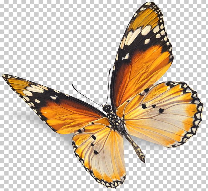 Monarch Butterfly Insect Red Stock Photography PNG, Clipart, Arthropod, Blue, Brush Footed Butterfly, Butterfly, Cethosia Biblis Free PNG Download
