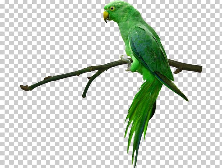 Parrot Desktop PNG, Clipart, Animals, Bird, Common Pet Parakeet, Desktop Wallpaper, Display Resolution Free PNG Download