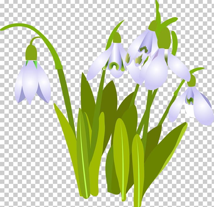 Snowdrop Cut Flowers PNG, Clipart, Aloe Vera, Daffodil, Digital Image, Flower, Lilium Free PNG Download