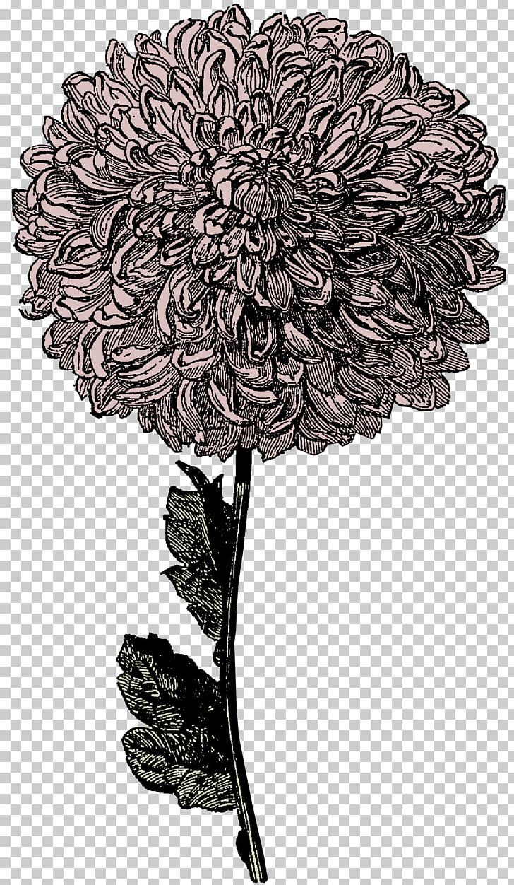 Victorian Era Drawing PNG, Clipart, Black And White, Chrysanths, Cut Flowers, Document, Drawing Free PNG Download